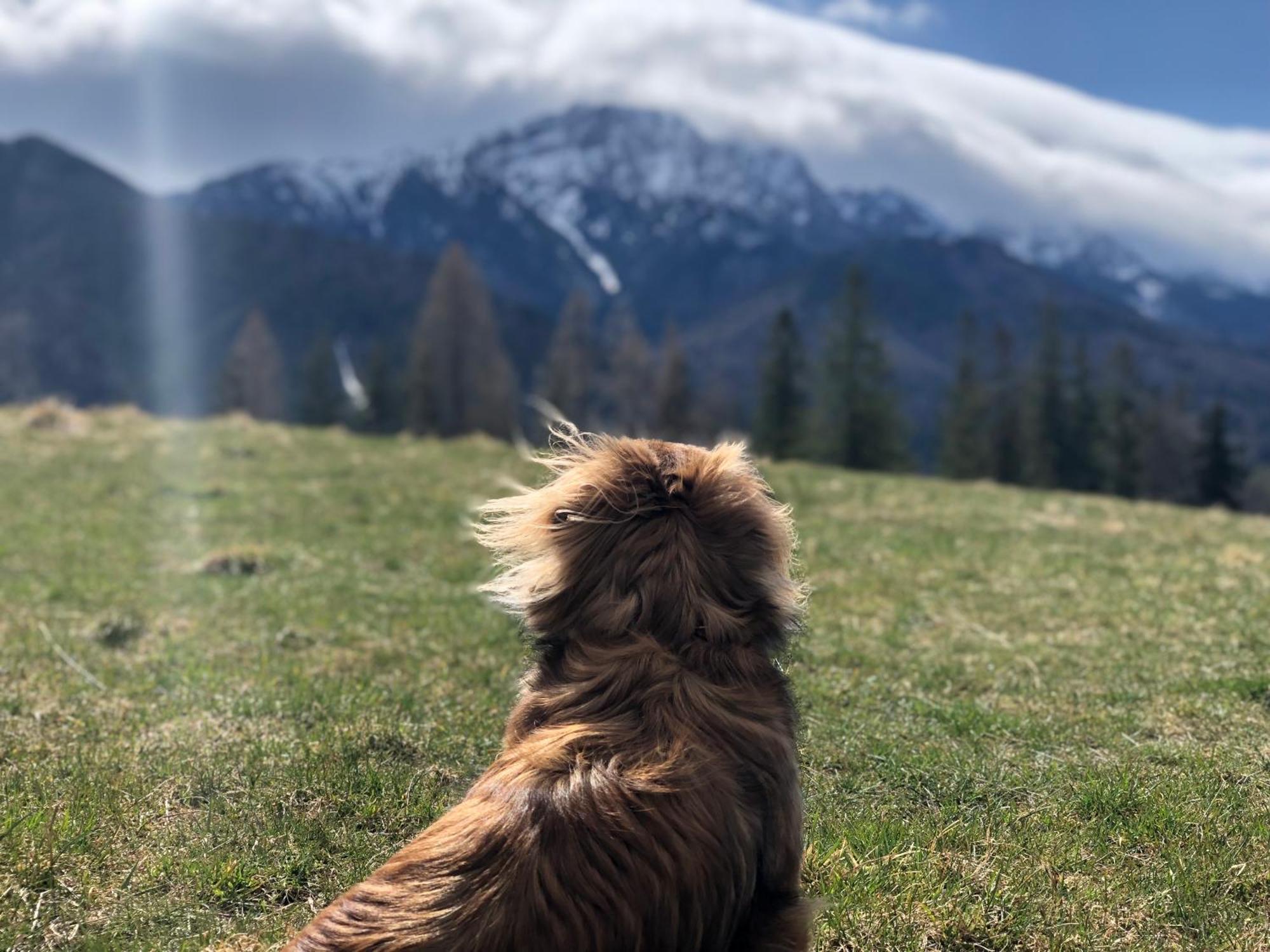 Geovita Zakopane Dış mekan fotoğraf